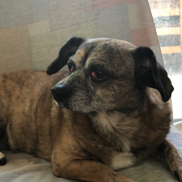 Meet your Posher, Jennifer - Picture 1 of 1